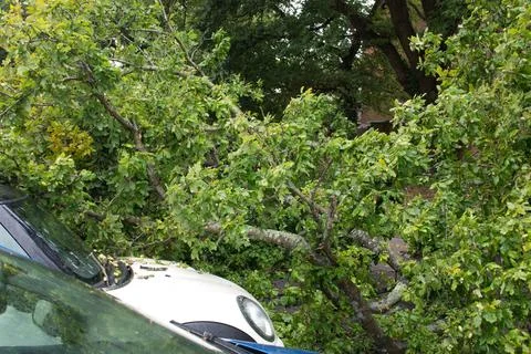 Close up of a large fallen tree that almost crushed a car Stock Photos