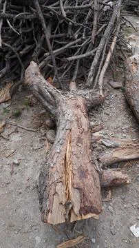 Close-up of a large fallen tree trunk with rough bark and exposed wood. Stock Photos