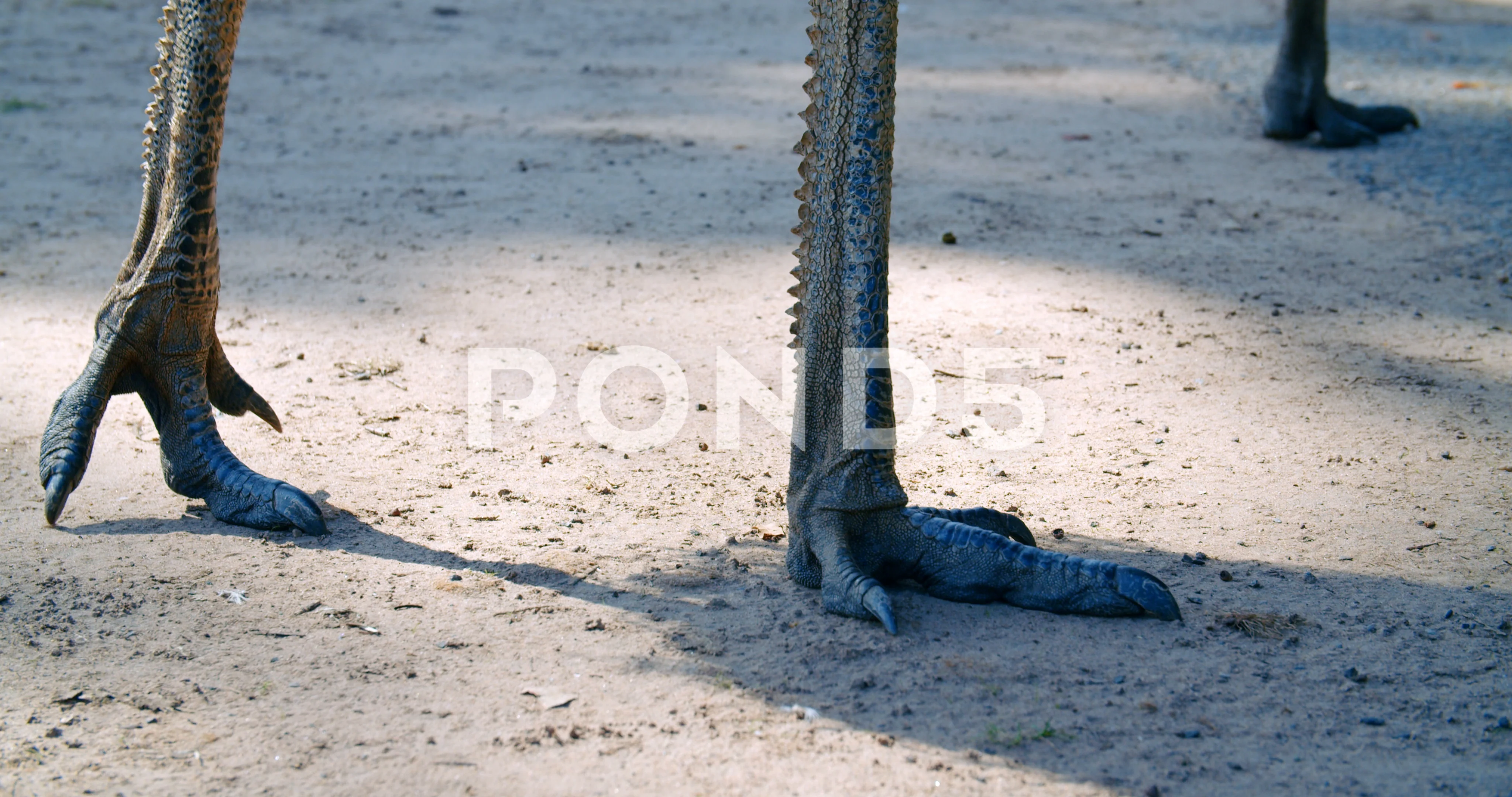 Emu Bird Feet