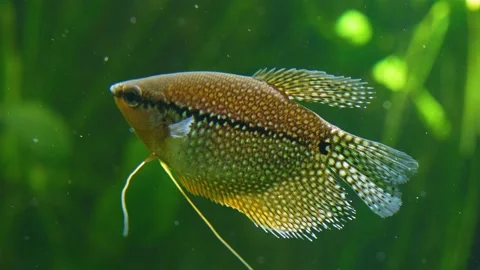 Close up large fin fish Stock Footage 233445320