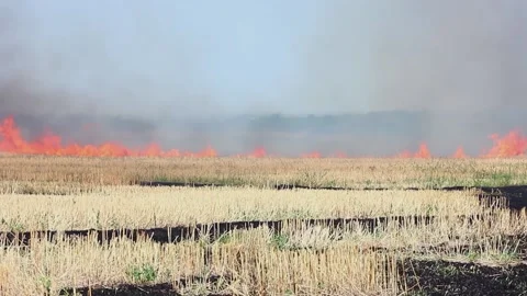 Close-up of a large fire in a wheat field in sunny summer weather. Stock Footage 149199114