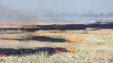 Close-up of a large fire in a wheat field in sunny summer weather. Stock Footage 153132973