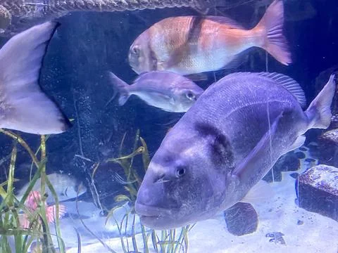 Close-Up of Large Fish Inside a Clear Aquarium Environment Foto stock