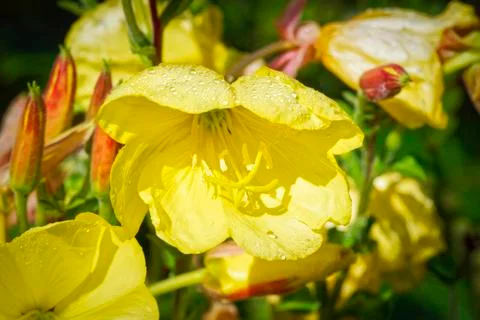 Close up of a Large Flowered Evening Primrose wildflower Stockfoto's