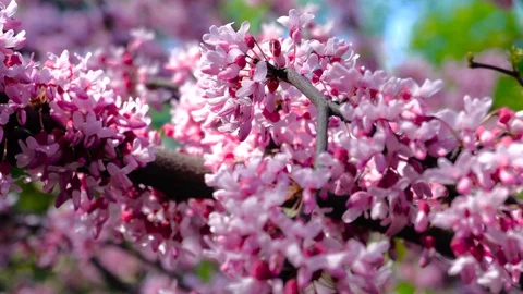 Close-up large flowering branch of Sakura on the street. The rays of the sun Stock Footage 129792013