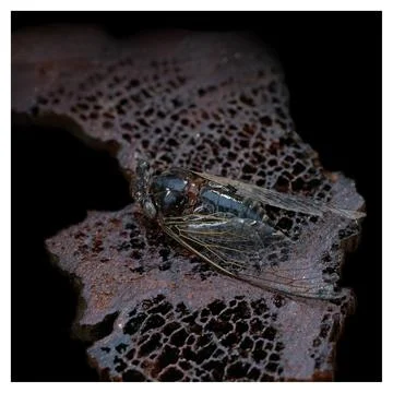 Close-up of a large fly against a background of red-brown porous stone. Foto stock