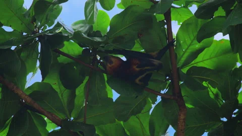 Close up. Large flying fox hangs out of a branch. Huge Bat from Mauritius. Green Stock Footage 168120787