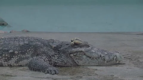 Close-Up of a Large Freshwater Crocodile Resting on Ground Near Water, 4K Video stock 335571120