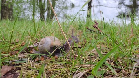 Close-up of large garden snail with brown shell crawling on green grass and.. Vídeos de archivo 334449322