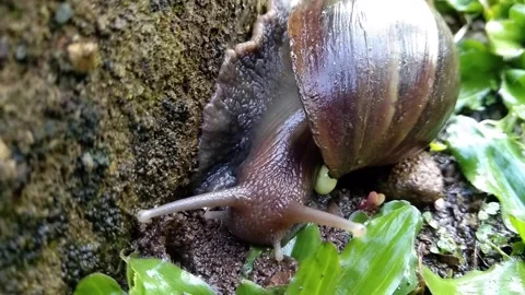 Close-up of a large garden snail crawling from green grass onto a rough, mo.. Stock Footage 340488397
