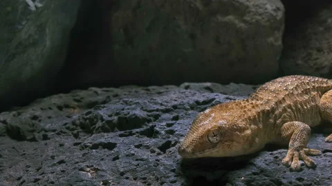 Close-up of a large gecko surrounded by a real environment Stock-Footage 101303776
