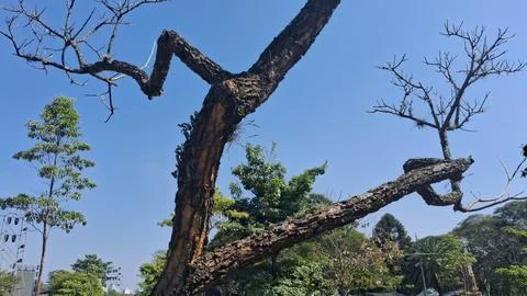 Close-up of a large, gnarled tree with sparse branches and green foliage. Nature Stock Photos