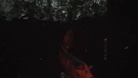 Close up a large golden Koi fish feeding as it is disturbed by other fish Stock Footage 162154544