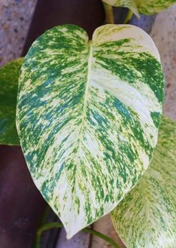 Close up of a large Golden Pothos leaf Stock Photos
