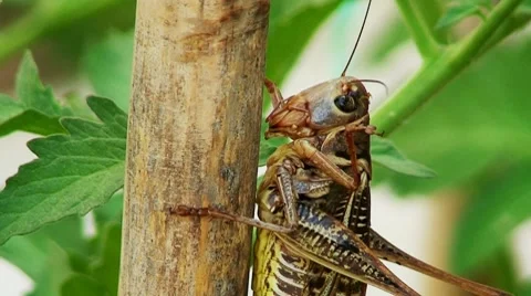 Close up of large grasshopper 1 Stock Footage 8690225