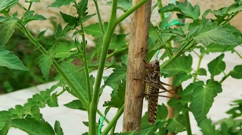 Close up of large grasshopper 2 Stock Footage 8690308