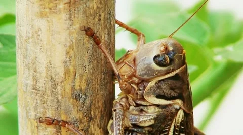 Close up of large grasshopper 3 Stock-Footage 8690357