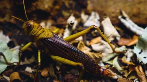 Close up of large grasshopper Stock Footage 144610736