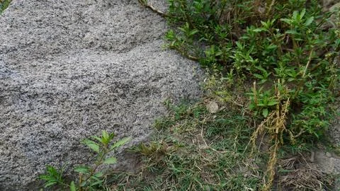 Close-up of a large gray granite boulder with rough texture and green moss. Stock Photos