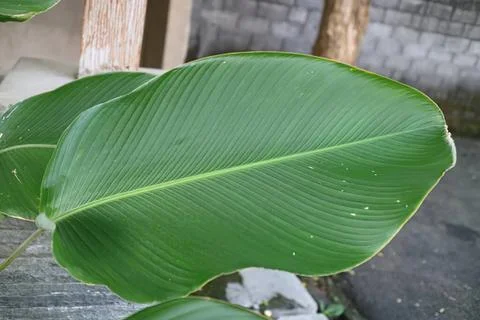 Close-up of large green banana leaf in outdoor garden Stock Photos
