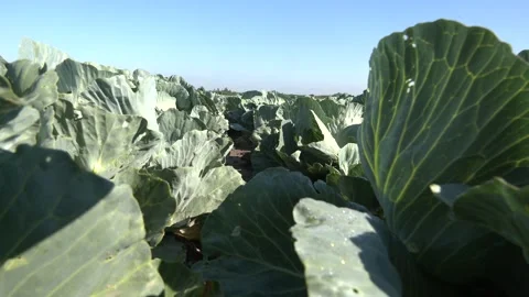 Close-up of a large green cabbage. Cultivation of cabbage Stock Footage 328458156