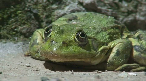 Close up of a large green frog. HD 1080i Stock-Footage 77946