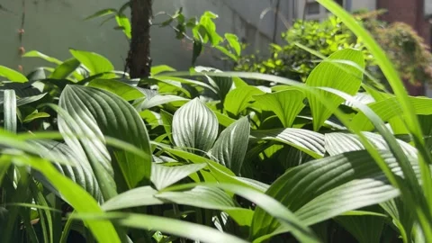 Close Up of Large Green Hosta Leaves in Bright Summer Sunlight Stock Footage 339287006