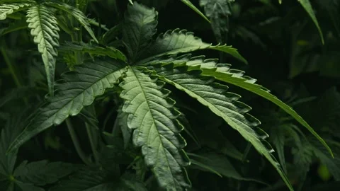 Close-up of large green leaf of cannabis plant growing in greenhouse Stock Footage 248500587