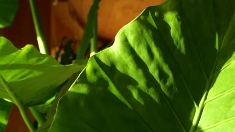 CLOSE UP: Large green leaf of Colocasia houseplant infected with spider mites Stock Footage 315216442