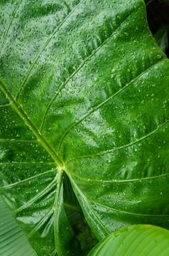 Close Up of a Large Green Leaf Covered in Raindrops Foto stock
