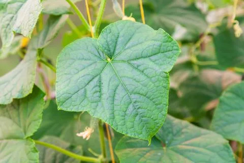 Close-up on a large green leaf of a cucumber plant performing photosynthesis  Stock Photos