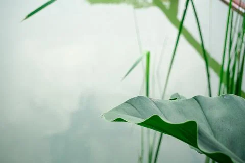 Close up of a large green leaf in the foreground with a calm water surface .. Foto stock