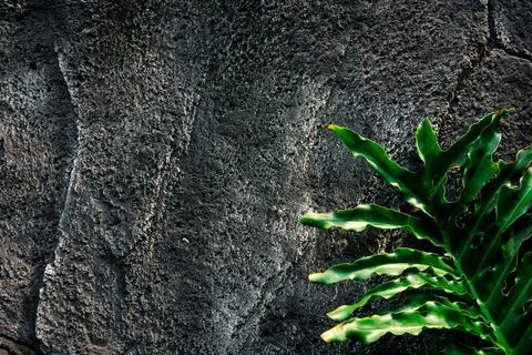 Close up of a large green leaf in the foreground with a calm water surface .. Foto stock