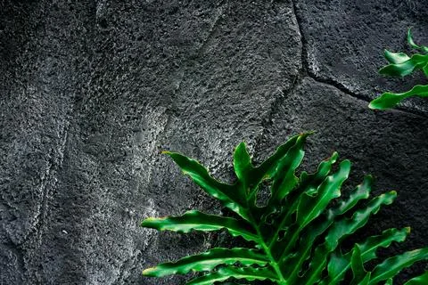 Close up of a large green leaf in the foreground with a calm water surface .. Stock Photos
