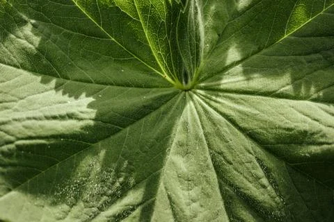 Close-up of large green leaf with intricate veins and textures illuminated .. Foto stock