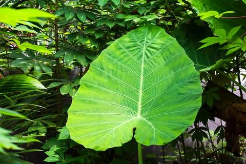 Close-up of a large green leaf surrounded by lush foliage in a natural settin Stock Photos
