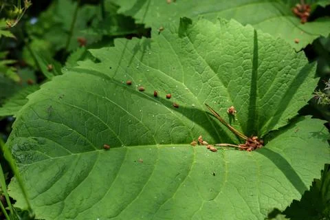 Close-up of a large green leaf with tiny brown seeds scattered across its s.. Stock Photos