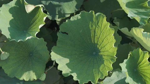 Close-up of large green lotus leaf texture Stock-Footage 343573293
