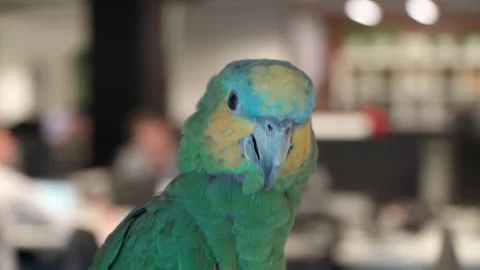 Close-up of a large green parrot 스톡 동영상 166609607