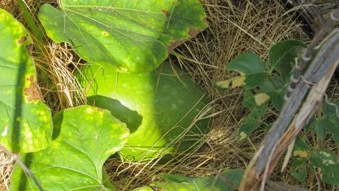 Close-up of a large green squash or pumpkin fruit ripening on the ground am.. Stock Photos
