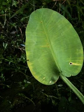 Close-up of a Large Green Taro Leaf with Natural Imperfections in a Tropica Stock Photos