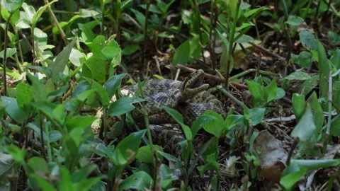 A close-up of a large green venomous snake hisses and tries to bite a person by Video stock 196641644