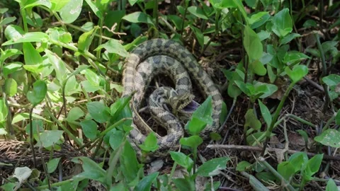 A close-up of a large green venomous snake hisses and tries to bite a person by Stock Footage 196641707