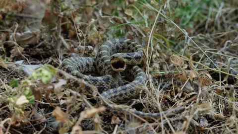 A close-up of a large green venomous snake hisses and tries to bite a person by Video stock 196641735