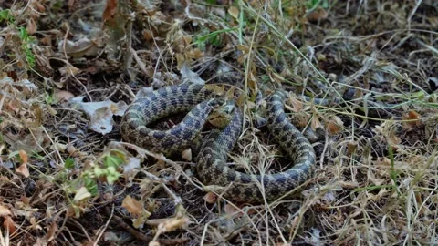 A close-up of a large green venomous snake hisses and tries to bite a person by Video stock 196641760