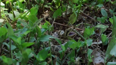 A close-up of a large green venomous snake hisses and tries to bite a person by Stock Footage 196641810