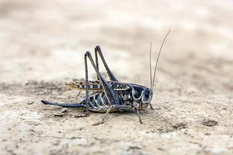 Close-up of a large grey katydid, also known as bush cricket Stock Photos