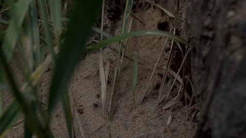 Close-up of A large group of ants. Ants army. Stock Footage 169610674