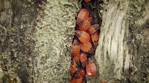 Close-up of a large group of firebugs (Pyrrhocoris apterus) in their habitat. 스톡 동영상 314993825
