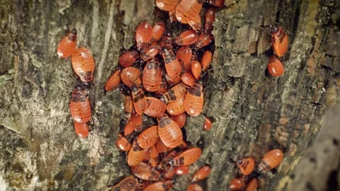 Close-up of a large group of firebugs (Pyrrhocoris apterus) Stock Footage 314993913